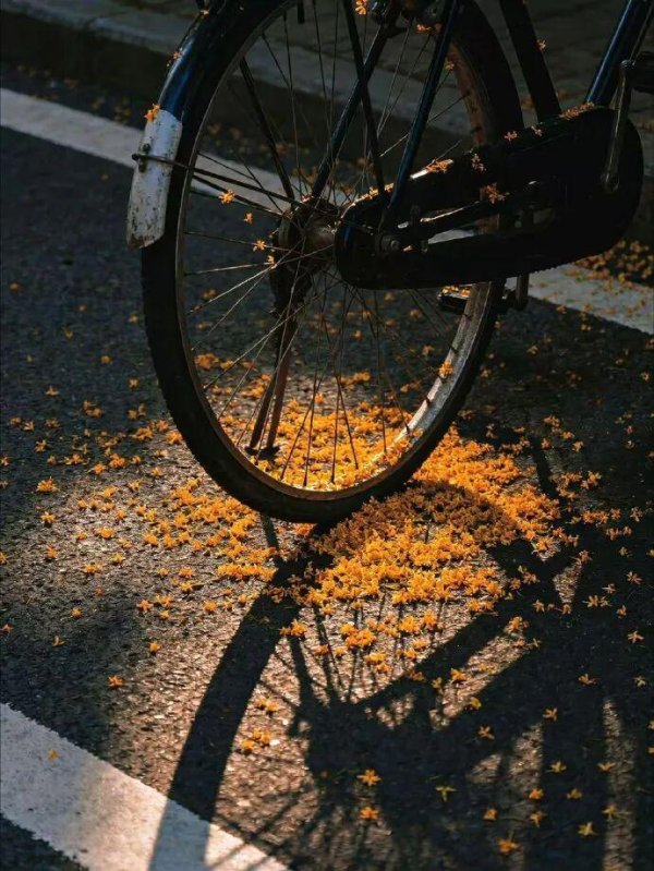 千红网 在土象这里